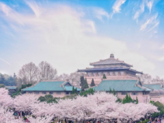 武汉大学樱花
